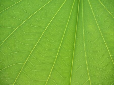 Leaves bright colors in natureの写真素材