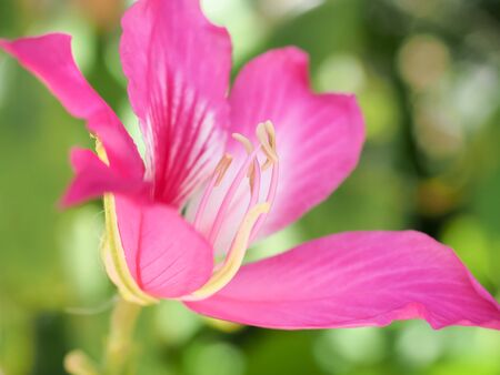 Pink flowers on a background blur bokeh brightの写真素材