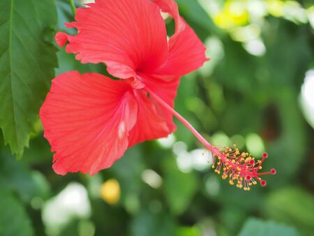 Hibiscus flowers on a green background bokehの写真素材