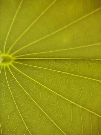 Brown leaves, botany, ecology elementsの写真素材