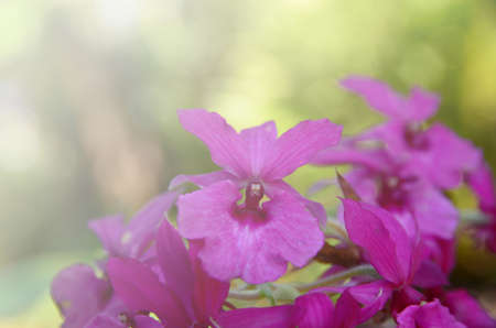Bouquet of orange soft blur background in vintage pastel tonesの写真素材