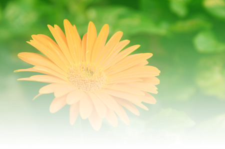 flowers in vintage style soft pastel colors for the backgroundの写真素材