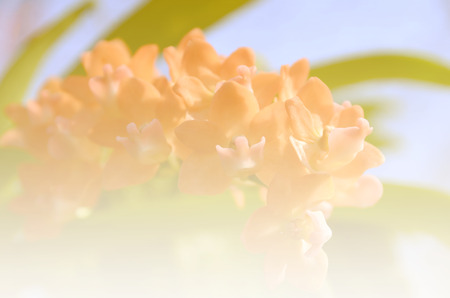 Bouquet of orange roses soft blur background in vintage pastel tones