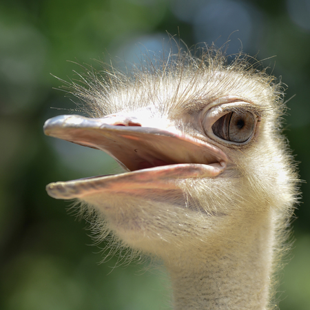 Their diet consists mainly of roots, leavesの写真素材