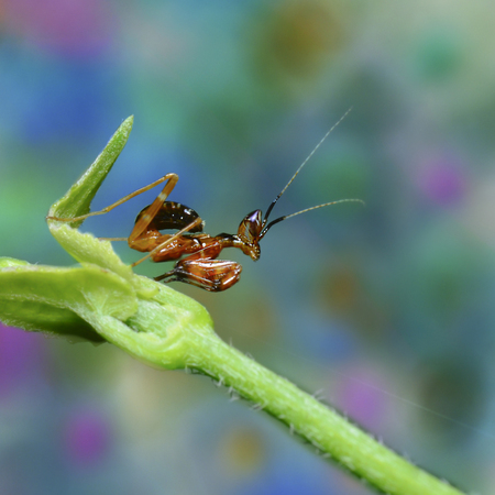 Kentucky chipmunk on a beautiful bright colored backgroundsの写真素材