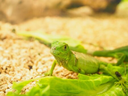 Iguanas are reptiles it means they are cold blooded animalsの写真素材