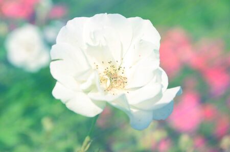 Rose on light sweet colors and patterns for the background blurredの写真素材