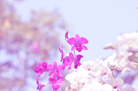 Orchid flowers in soft blur bokeh for a background with pastel vintage style.の写真素材