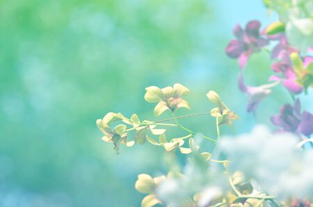 Orchid flowers in soft blur bokeh for a background with pastel vintage styleの写真素材