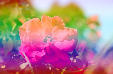 Rose on light sweet colors and patterns for the background blurredの写真素材