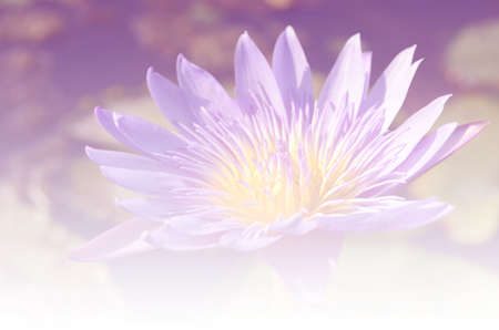 Rose on light sweet colors and patterns for the background blurred.の写真素材