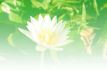 Abstract. Sweet color bokeh texture soft blur for background with pastel vintage retro style.の写真素材