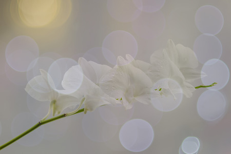 White flowers on a white backgroundの写真素材