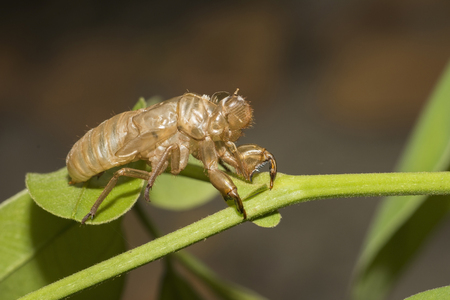 Cicada larvae molt one rope season