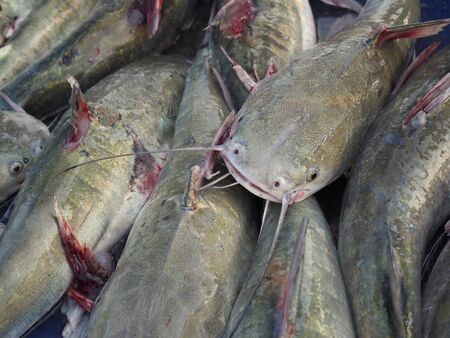 Stores selling fresh fish at the local market, Thailand.