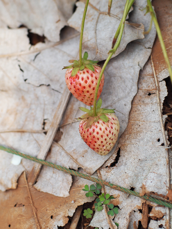 Organic strawberry fields Texture backgroundの写真素材
