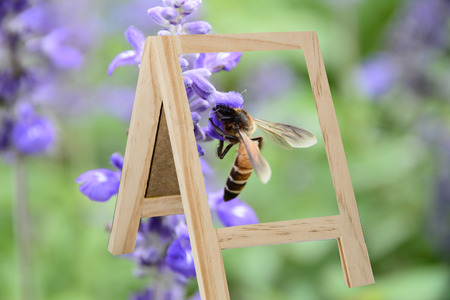 The cork is a natural behind the trees and insects