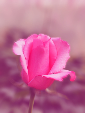 All kinds of colorful floral pattern background for display or editing products.の写真素材