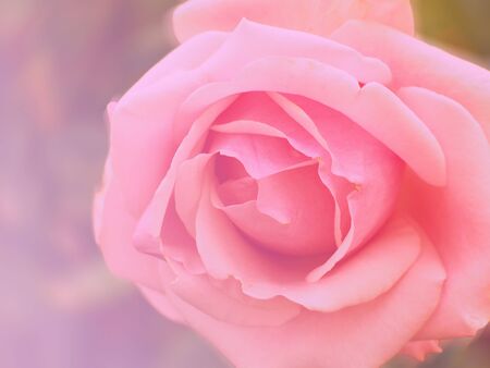 All kinds of colorful floral pattern background for display or editing products.の写真素材