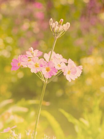 All kinds of colorful floral pattern background for display or editing products.の写真素材
