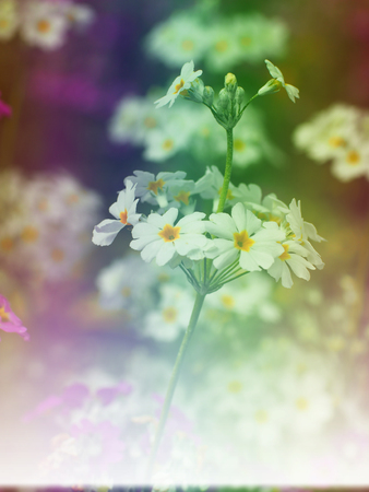 All kinds of colorful floral pattern background for display or editing products.の写真素材