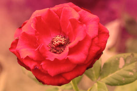 Vintage summer flowers Background for display or montage productsの写真素材