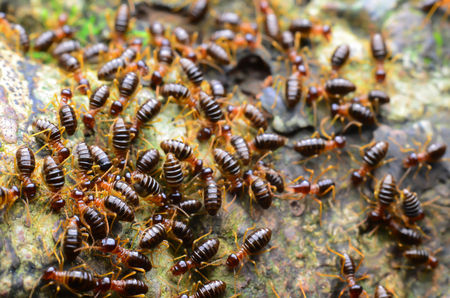 The anthill motion blur natural background.