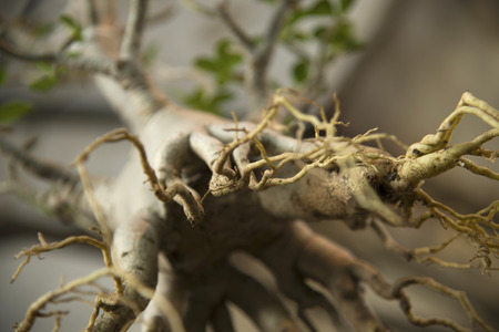 Form of the roots of the azalea blur hang on the tree.