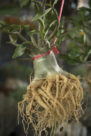 Form of the roots of the azalea blur hang on the tree.の写真素材