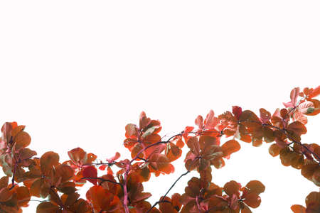 Red leaves blurred background white background for display or editing products