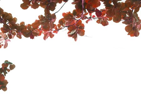 Leaf red blur of trees in summer with white background background with copy spaceの写真素材