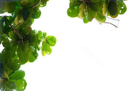 Green leaves of plants during the summer blurred background with white background with copy spaceの写真素材
