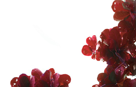 Leaf red blur of trees in summer with white background background with copy space