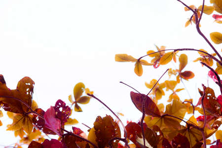 Auburn blurred leaves in the summer with a white background, the background for the display or editing productsの写真素材