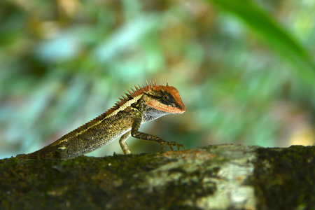 Chameleon timber in natural forests Natural background.の写真素材