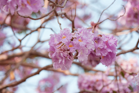 Pink trumpet trees, flowers, soft-focus viewの写真素材