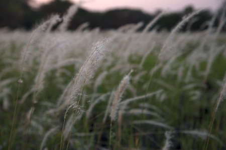 Abstract meadow background with grass Motion blurの写真素材