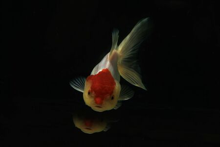 Goldfish in black background Motion blurの写真素材
