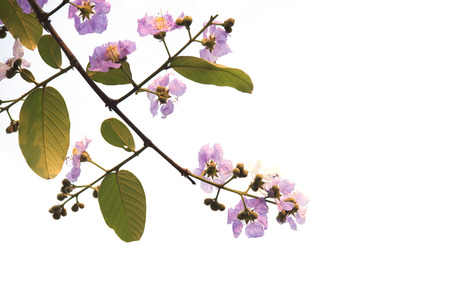 Lagerstroemia loudonii or Salao flower ( Lythraceae ) Beautiful bunches pink flowers of perennials in the tropicsの写真素材