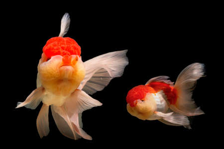 Goldfish in motion blur on a black backgroundの写真素材