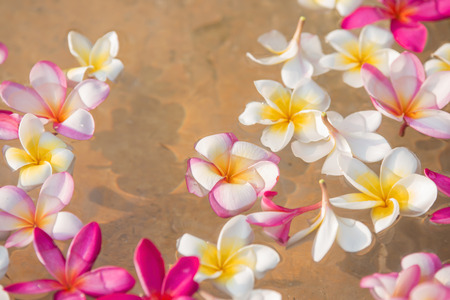 flower petals in a bowl at a spa, shallow DOFの写真素材