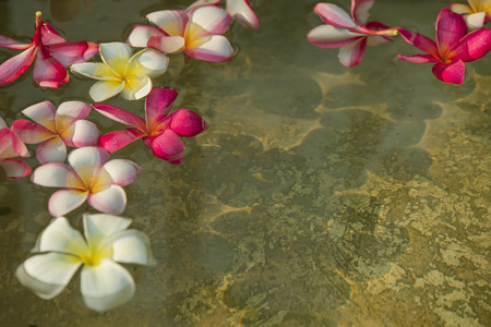 flower petals in a bowl at a spaの写真素材