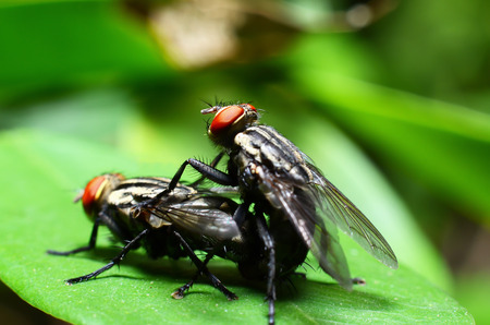 A macro shot of two mating flies.