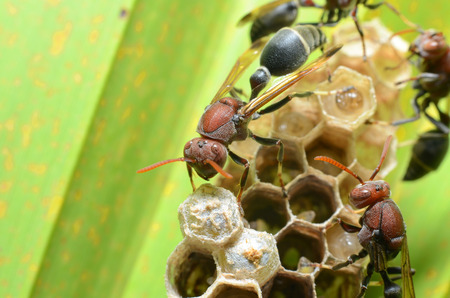 yellow jacket wasps and larvae on a large nestの写真素材