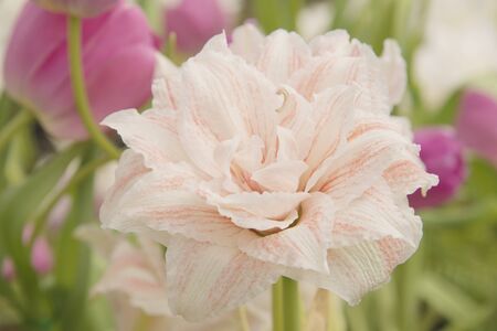 Tulips garden soft focus Natural backgroundの写真素材