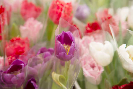 Tulips garden soft focus Natural backgroundの写真素材