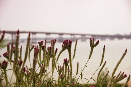 Grass, flowers and abstract light background.の写真素材