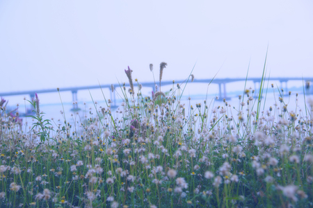 Grass flowers in the background blur bridgeの写真素材
