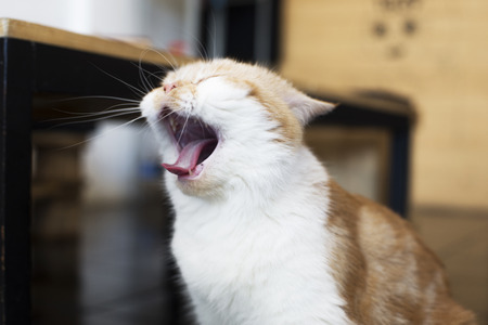 The Persian cat yawning motion blurの写真素材