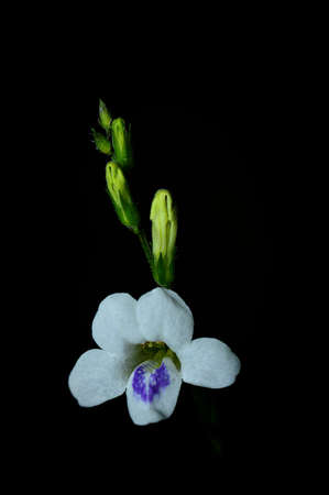 White flowers background blur lightの写真素材